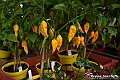 VBS_3531 - Floreal 2023 - Vivere con le piante